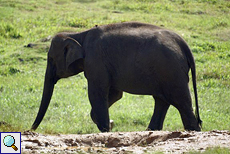 Elefant in Pinnawela