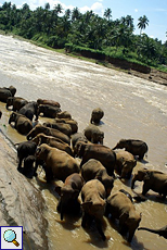 Das Bad im Maha Oya ist für die Elefanten von Pinnawela ein großes Vergnügen
