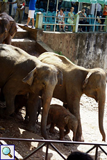 Die Elefanten treffen am Maha Oya ein