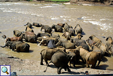 Seite an Seite stehen die Pinnawela-Elefanten im Fluss