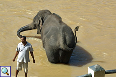 Dieser Arbeitselefant aus Pinnawela macht Pause