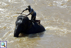Manche Elefanten werden von den Mahouts geschrubbt
