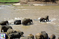 'Elefantenkarawane' im Fluss