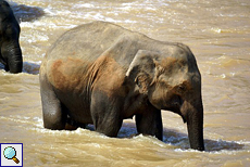 Junge Elefantenkuh beim Bad