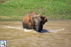Elefant pflügt durchs Wasser