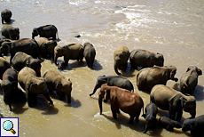 Bunte Elefantengruppe