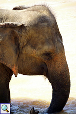 Elefant im Profil