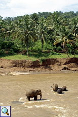 Elefanten im Maha Oya