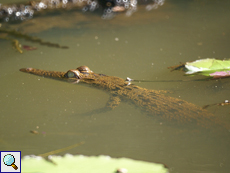 Junges Sumpfkrokodil (Mugger Crocodile, Crocodylus palustris)