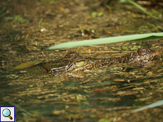 Sumpfkrokodil (Mugger Crocodile, Crocodylus palustris)