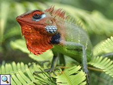 Imponierende männliche Sägerückenagame (Green Forest Lizard, Calotes calotes)