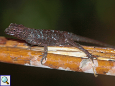 Ceratophora aspera (Rough-nosed Horned Lizard), Weibchen, endemische Art