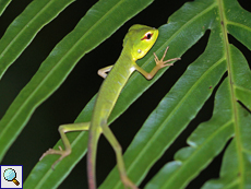 Junge Sägerückenagame (Green Forest Lizard, Calotes calotes)