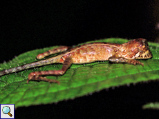 Schlafende Wiegmanns Agame (Sri Lanka Kangaroo Lizard, Otocryptis wiegmanni)