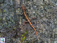 Cnemaspis silvula (Forest Day Gecko), endemische Art