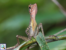 Männliche Wiegmanns Agame (Sri Lanka Kangaroo Lizard, Otocryptis wiegmanni)