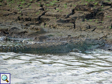 Sumpfkrokodil (Mugger Crocodile, Crocodylus palustris)