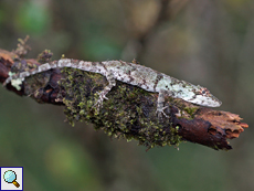 Cophotis ceylanica, Weibchen, endemische Art