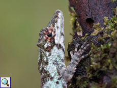Cophotis ceylanica, Weibchen, endemische Art