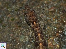 Ceylon-Dünnfingergecko (Kandyan Day Gecko, Cnemaspis kandiana), endemische Art