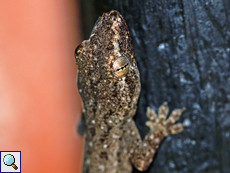 Asiatischer Hausgecko (House Gecko, Hemidactylus frenatus)