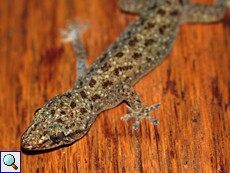 Hemidactylus parvimaculatus (Spotted House Gecko)