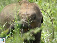 Asiatischer Elefant (Asian Elephant, Elephas maximus), Jungtier