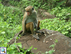 Weiblicher Ceylon-Hutaffe (Toque Macaque, Macaca sinica), endemische Art