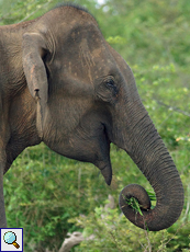 Asiatischer Elefant (Asian Elephant, Elephas maximus), Weibchen
