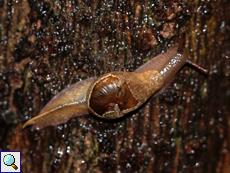 Ratnadvipia irradians, endemische Art