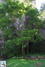 Überwucherte Mauer im Steingarten von Sigiriya