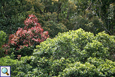 Bäume mit roten Blättern fallen im allgemeinen Grün besonders auf