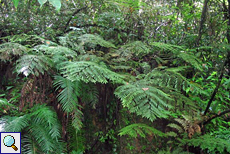 Farne gedeihen im Sinharaja-Regenwald in großer Zahl