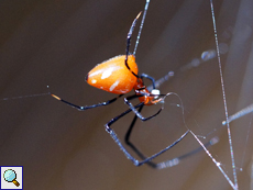 Argyrodes flavescens (Red and Silver Dewdrop Spider)