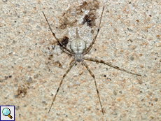 Hersilia savignyi (Two-tailed Spider)