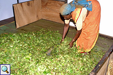 Die vorgetrockneten Teeblätter werden durch einen Schacht zur Weiterverarbeitung geleitet