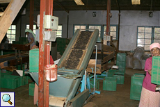 Sortiermaschine in einer Teefabrik