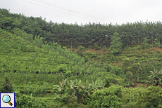 Teeplantage im Distrikt Ruhuna