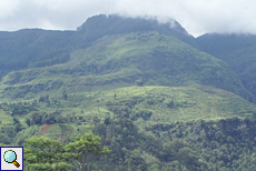 Teeplantage im Hochland von Nuwara Eliya