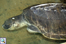 Durch den Tsunami von 2004 verstümmelte Oliv-Bastardschildkröte (Lepidochelys olivacea)