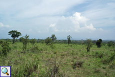 Savannenartige Landschaft im Udawalawe-Nationalpark