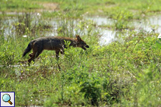 Goldschakal (Canis aureus lanka) im Udawalawe-Nationalpark
