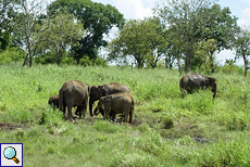 Elefantenherde beim Trinken im Udawalawe-Nationalpark