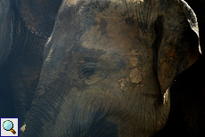 Auge in Auge mit dem Asiatischen Elefant