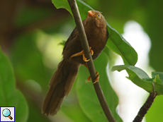 Ceylon-Drossling (Orange-billed Babbler, Turdoides rufescens)