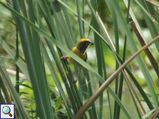 Männlicher Baya-Weber (Baya Weaver, Ploceus philippinus philippinus)