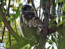 Malaien-Kauz (Brown Wood Owl, Strix leptogrammica ochrogenys), jugendlicher Vogel