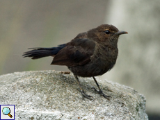 Weiblicher Strauchschmätzer (Black-backed Robin, Saxicoloides fulicatus leucopterus)