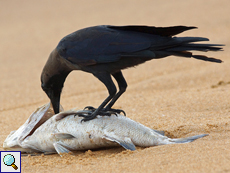 Glanzkrähe (House Crow, Corvus splendens protegatus)