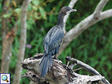 Kleinscharbe (Little Cormorant, Phalacrocorax niger)